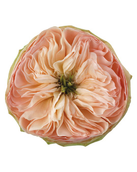 Produce Images