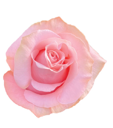 Rosa Blanca Premium