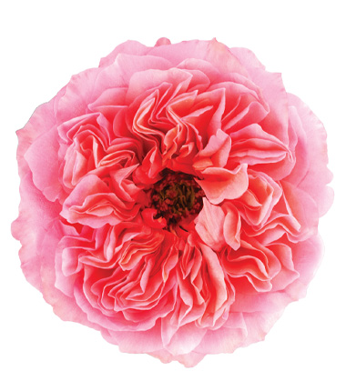 Rosa Blanca Premium