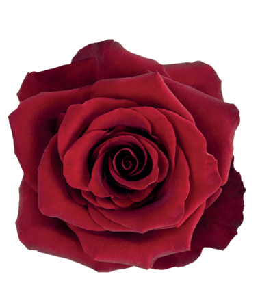 Rosa Blanca Premium