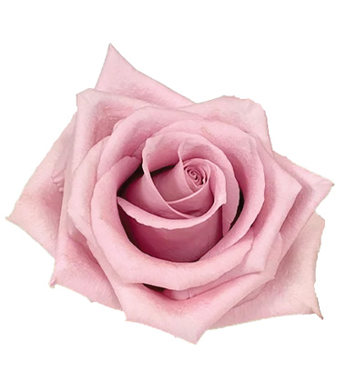 Rosa Blanca Premium
