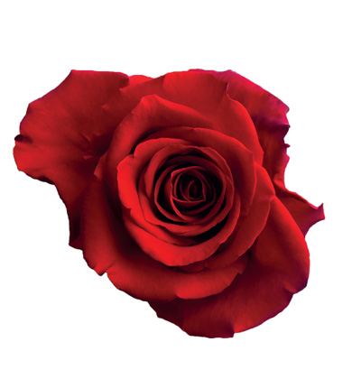 Rosa Blanca Premium