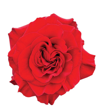 Rosa Blanca Premium