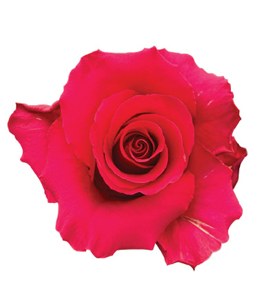 Rosa Blanca Premium