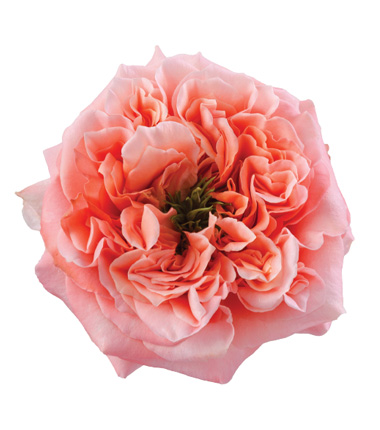 Rosa Blanca Premium