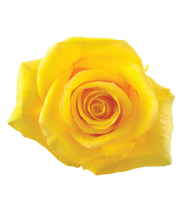 Rosa Blanca Premium