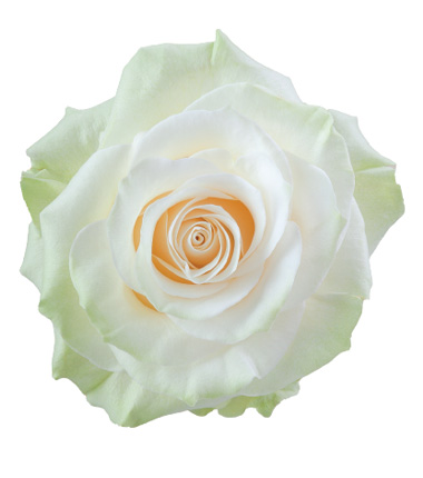 Rosa Blanca Premium