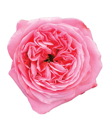Rosa Blanca Premium