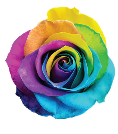 Rosa Blanca Premium