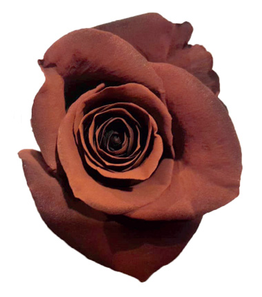 Rosa Blanca Premium